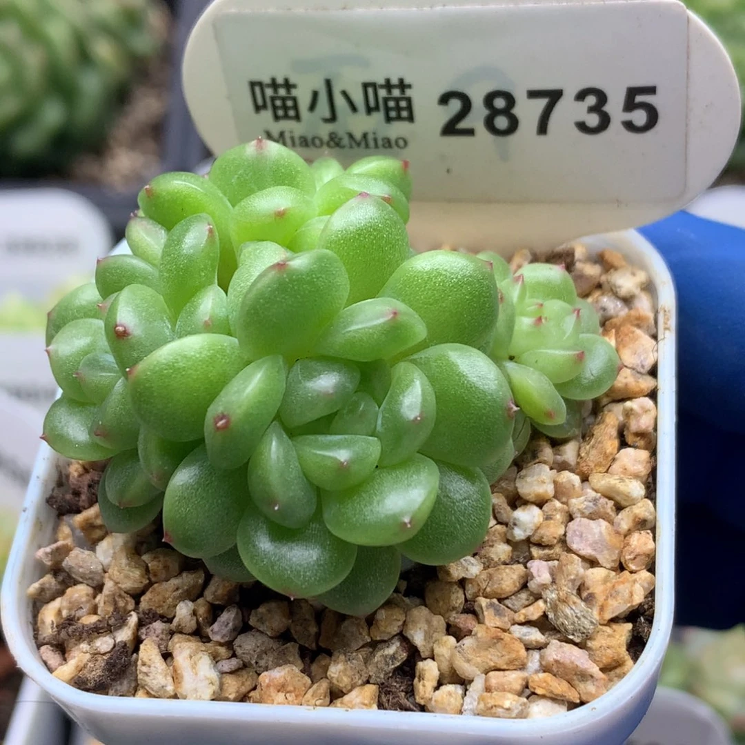 多肉植物杂交珍妮