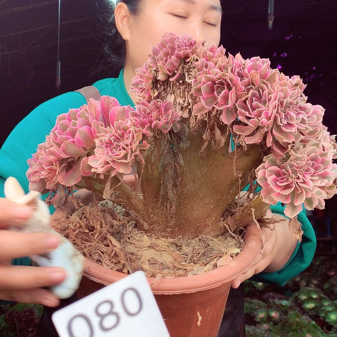 柒柒精品多肉脱土发货不包断侧枝080