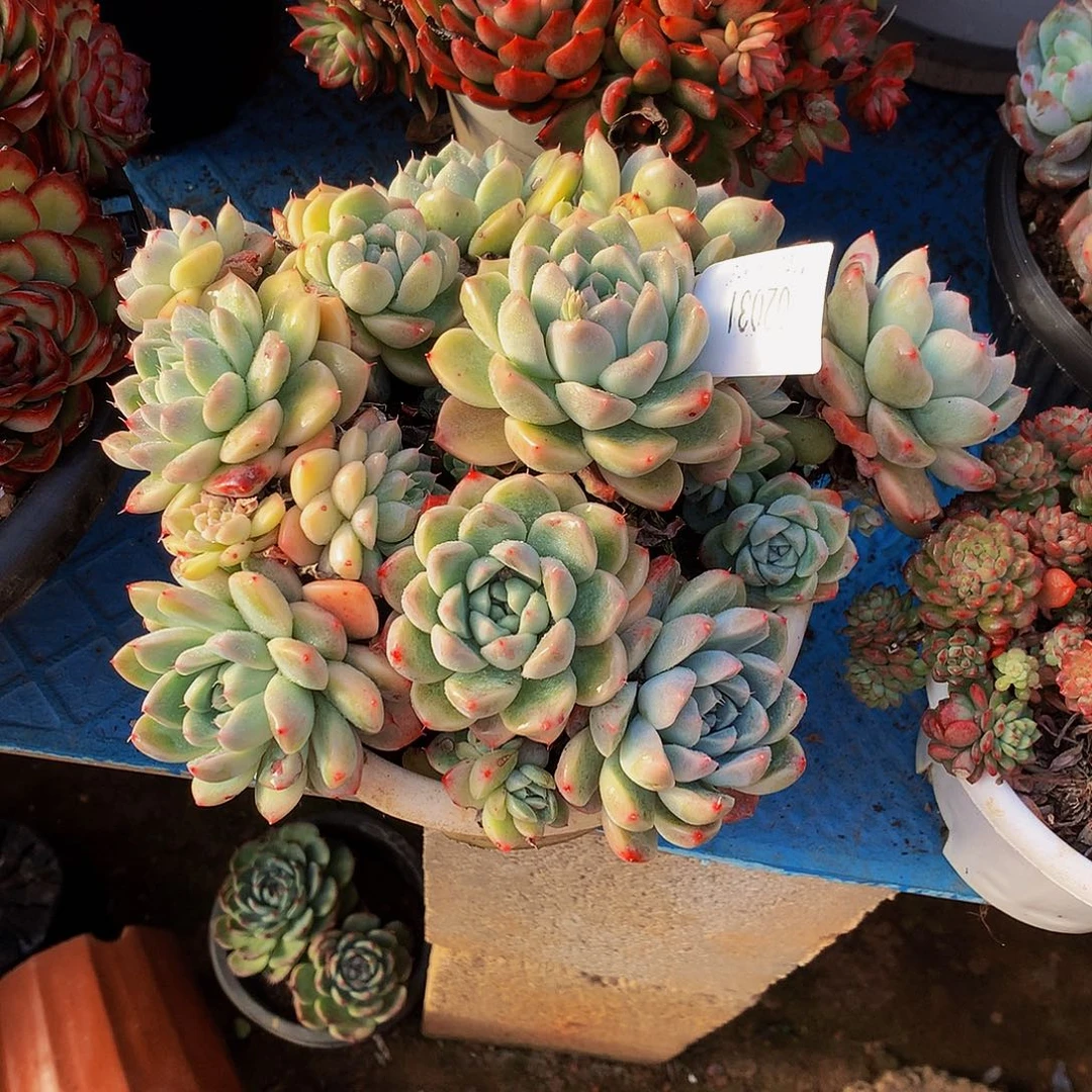 清***渡     如梦令多肉02031