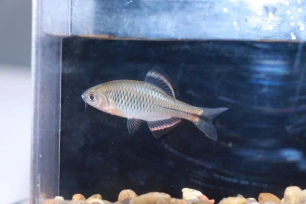 泉州齐氏鱊鳑鲏冷水原生观赏鱼发色公鱼清缸捡漏价