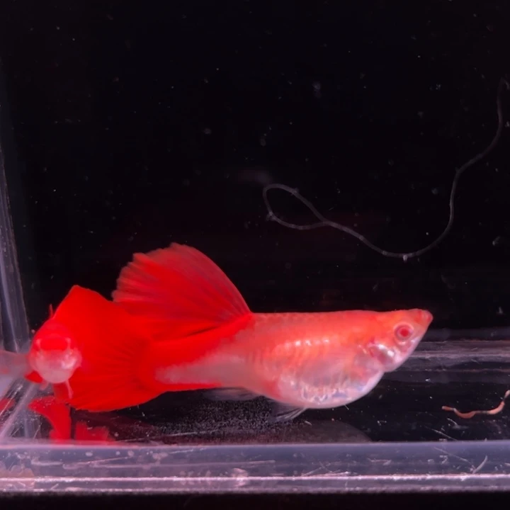 孔雀鱼美系大背血红种鱼1对