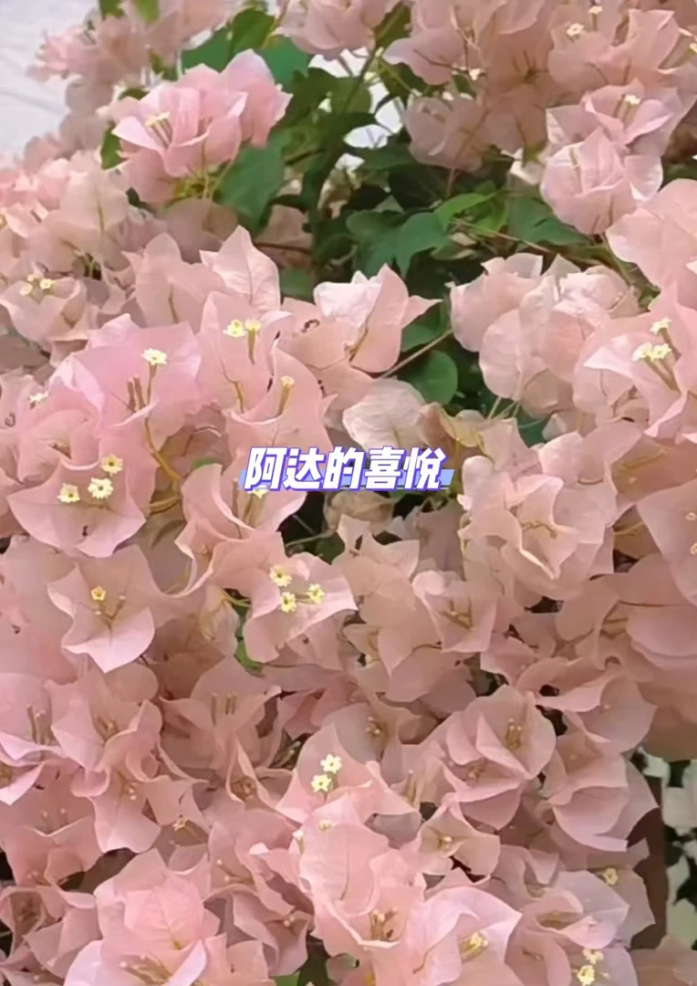 阿达的喜悦三角梅 四季开 勤花品种 一物一拍