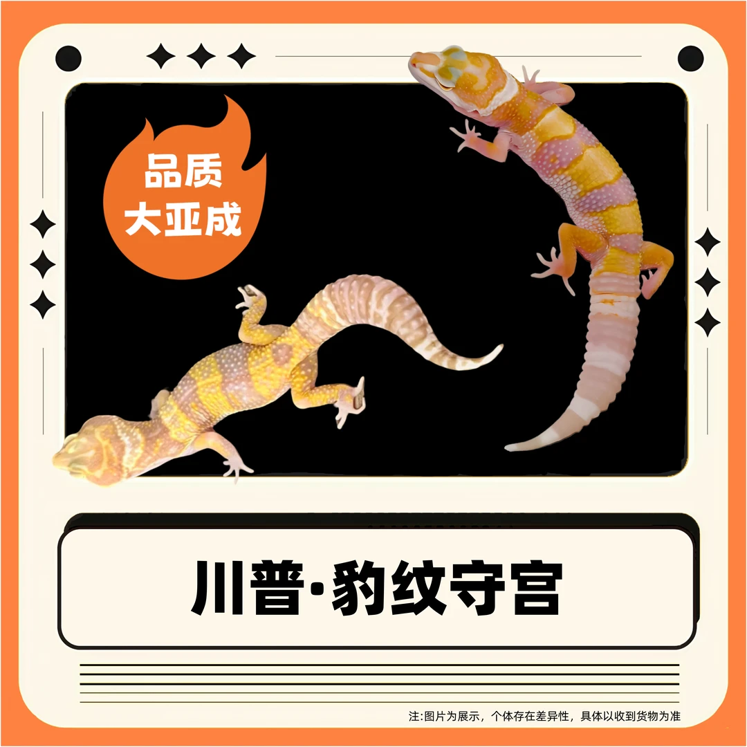 【新奇宠物】豹纹守宫·川普 宠物活体可爱爬宠守宫爬宠龙恐龙胡子龙