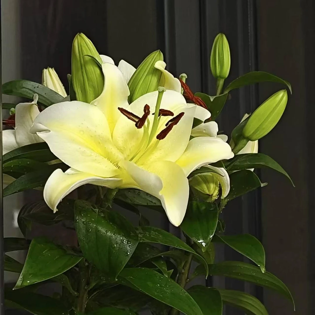 黄天霸1颗《单瓣香水百合》栽培阳台庭院带来美好的居家感受