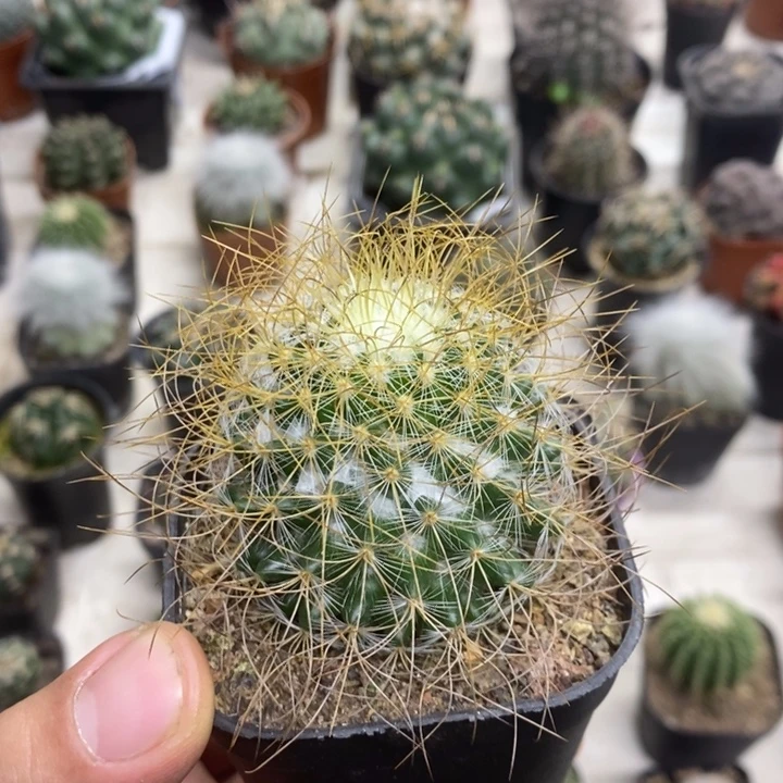 实生海泉特价福利