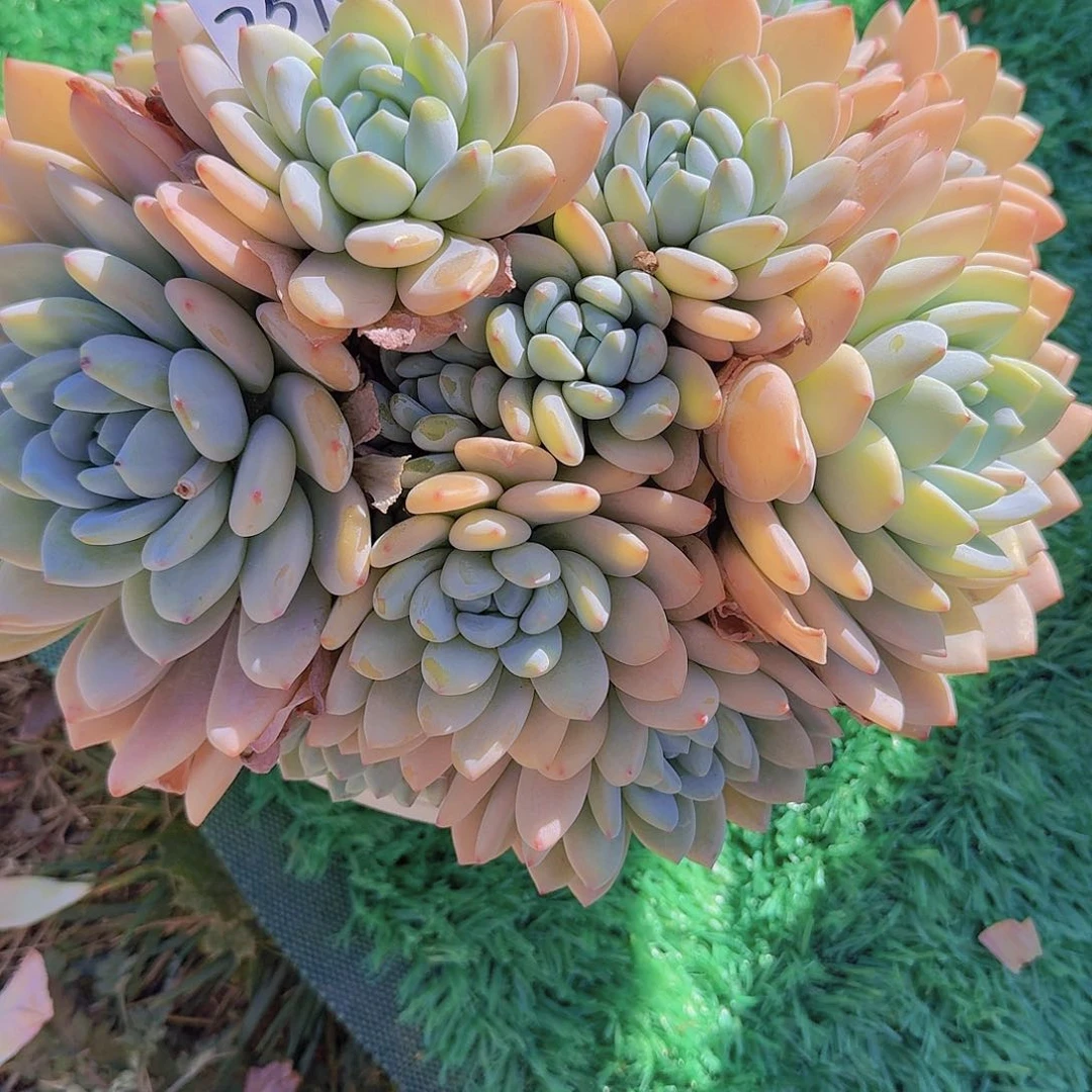 以***眸2570冷香多肉植物