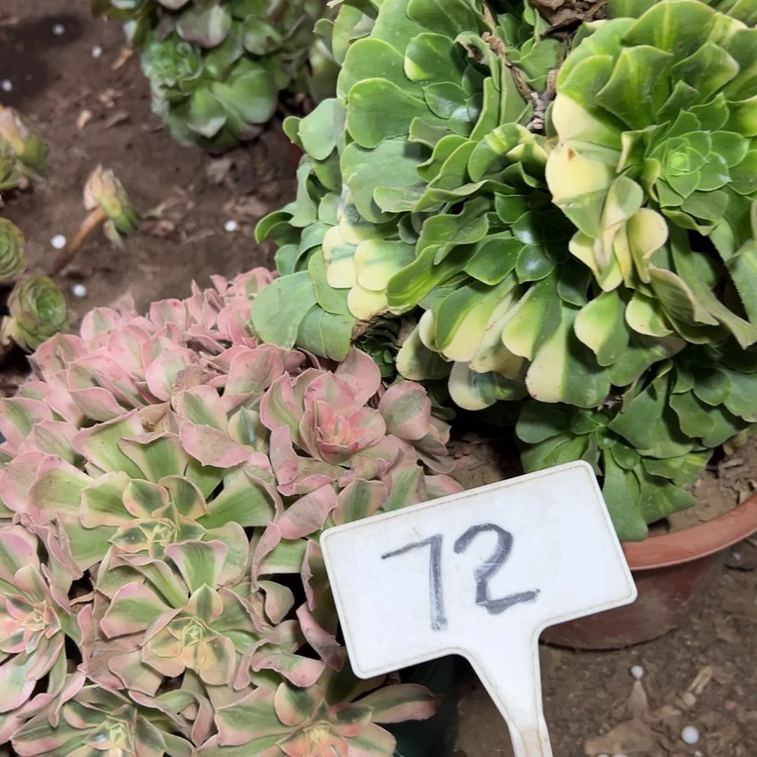 多肉植物组合2个系列72
