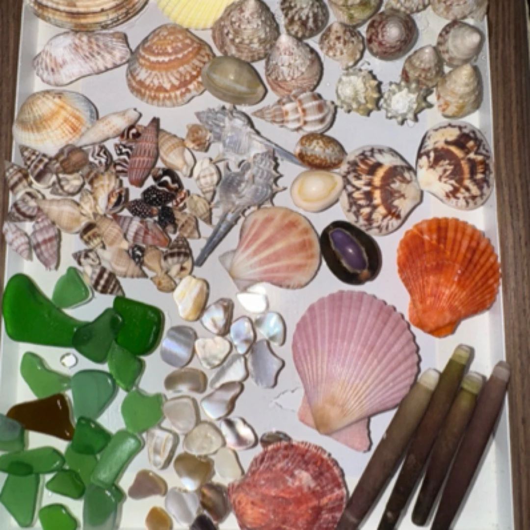 可作寄居蟹换壳材料礼物
