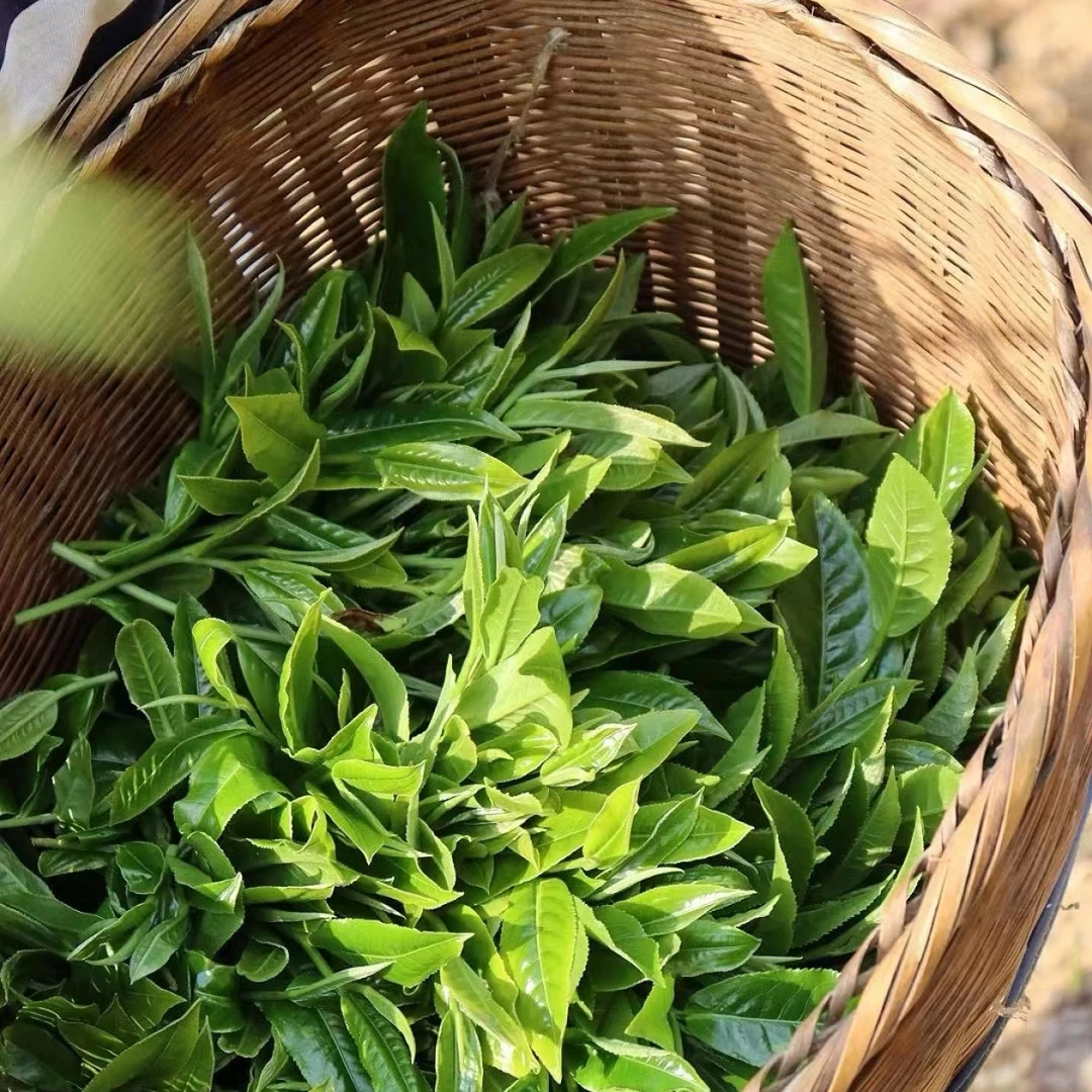 2025年西半山单株挑采通用茶叶传统茶道传承工艺茶香原生态生茶