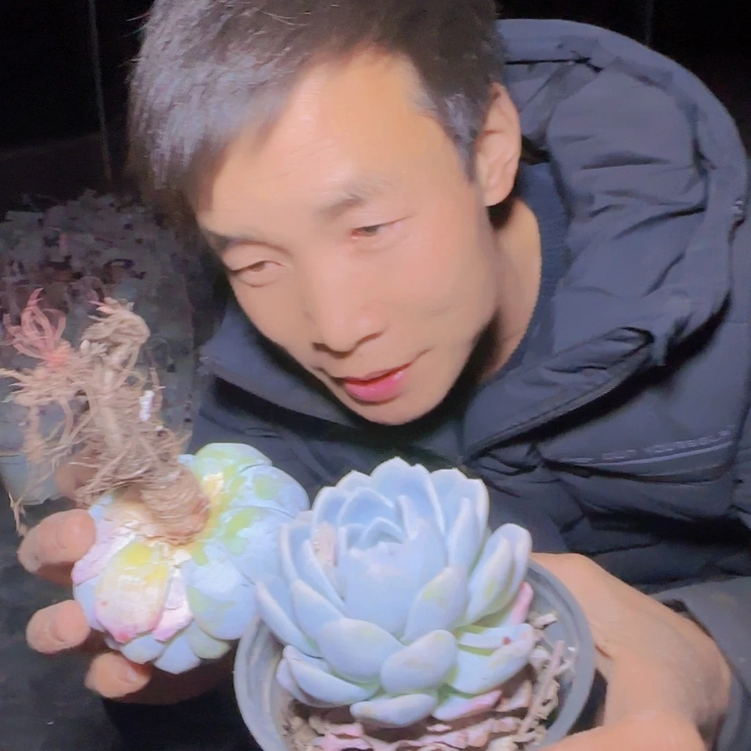 盆栽冰玉多肉2颗