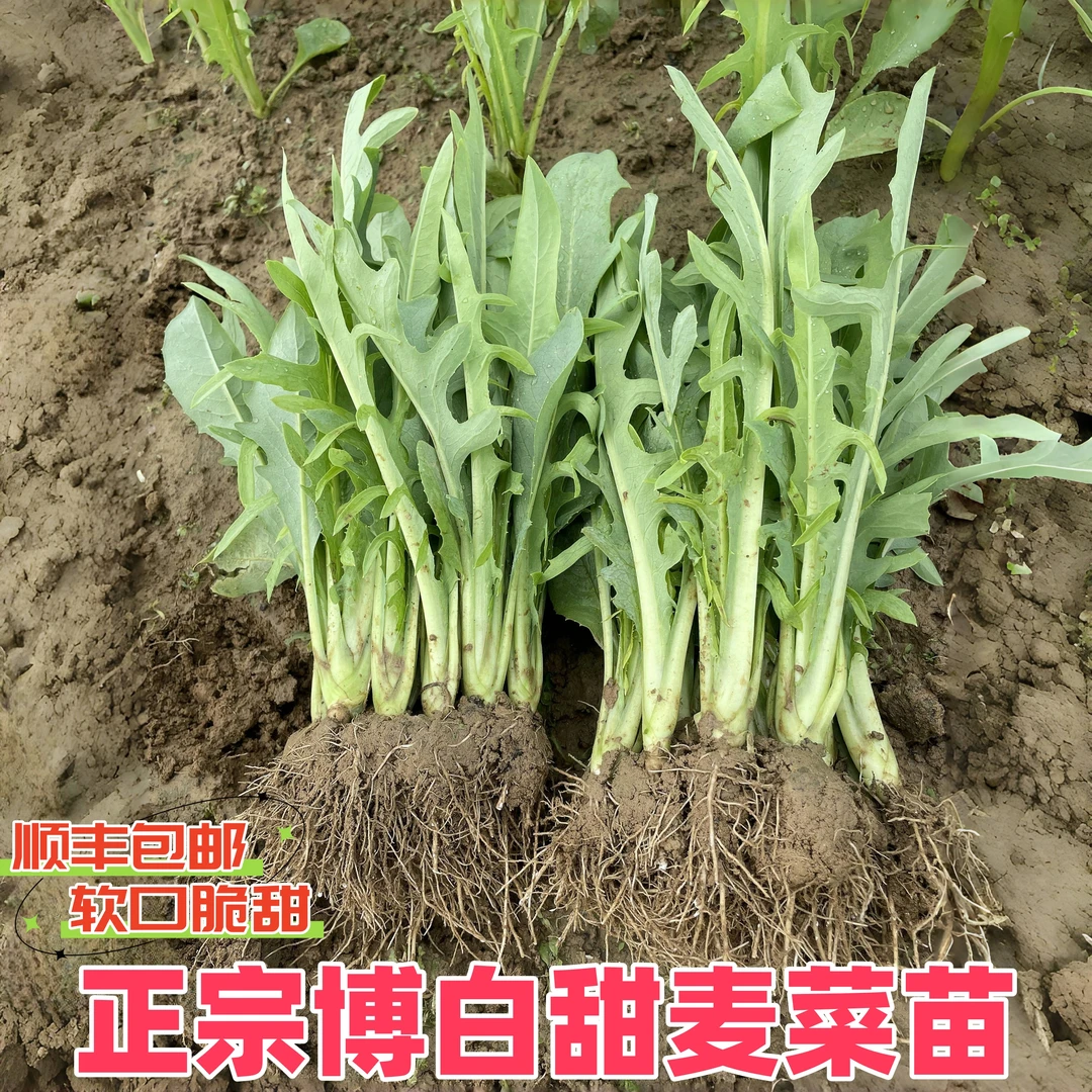 广西博白甜麦菜苗秧苗花芽植株带泥软口甘甜盘栽新鲜可甜麦菜秧苗
