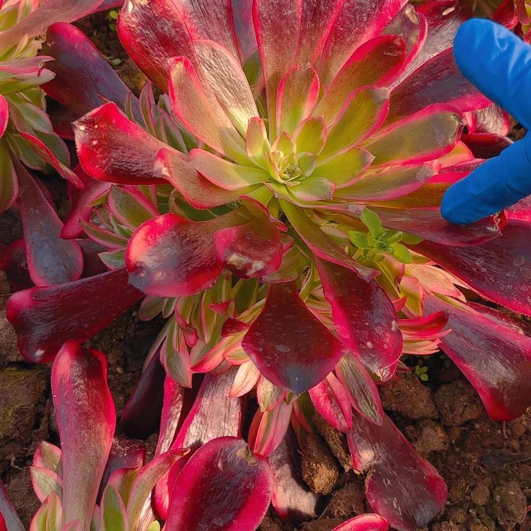 蛇毒美杜莎多肉植物手捧