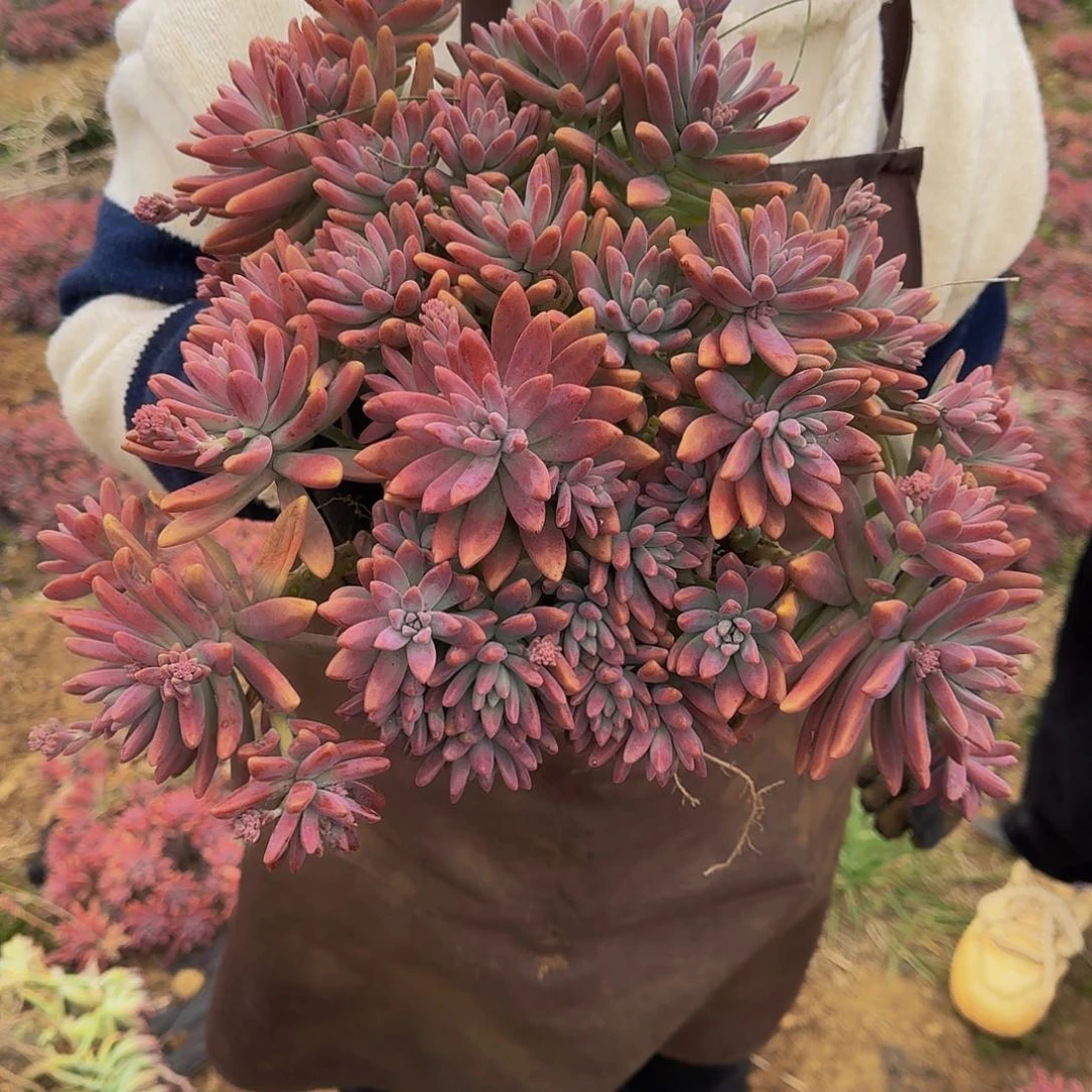 秋丽 一颗不包损25公分