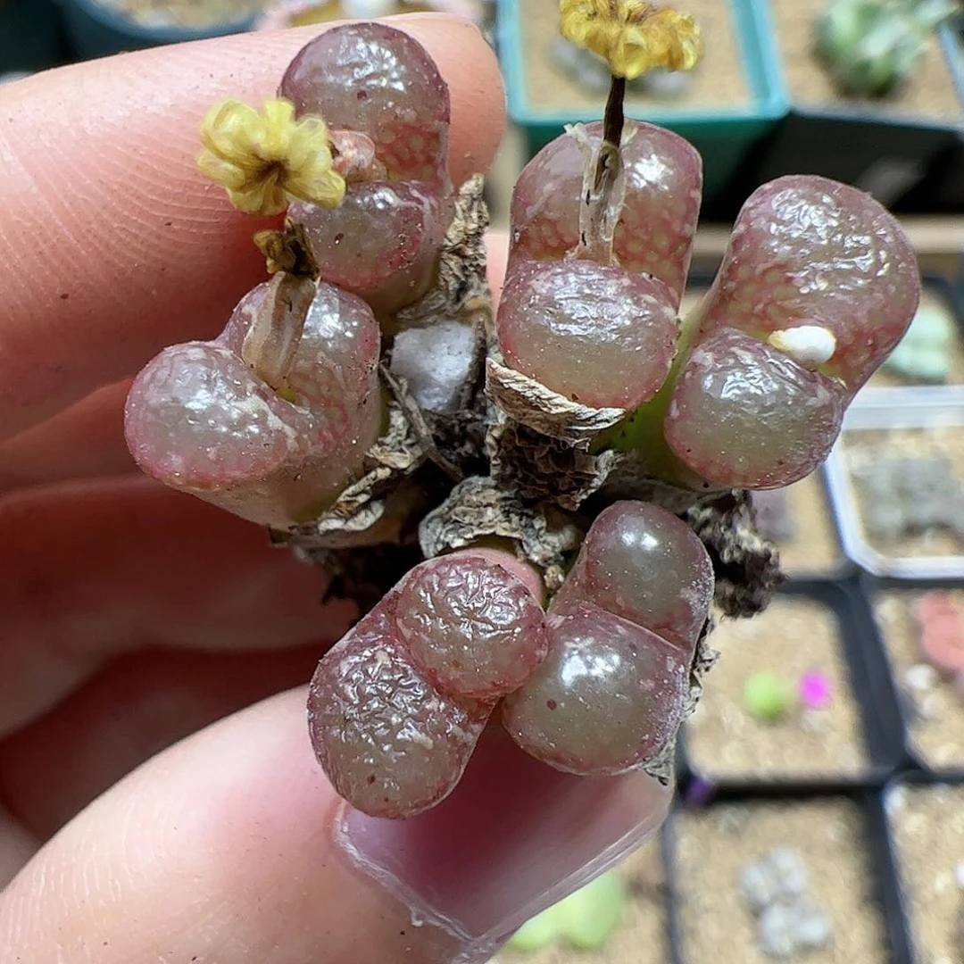 【闪购商品】63 福利泡泡勋章