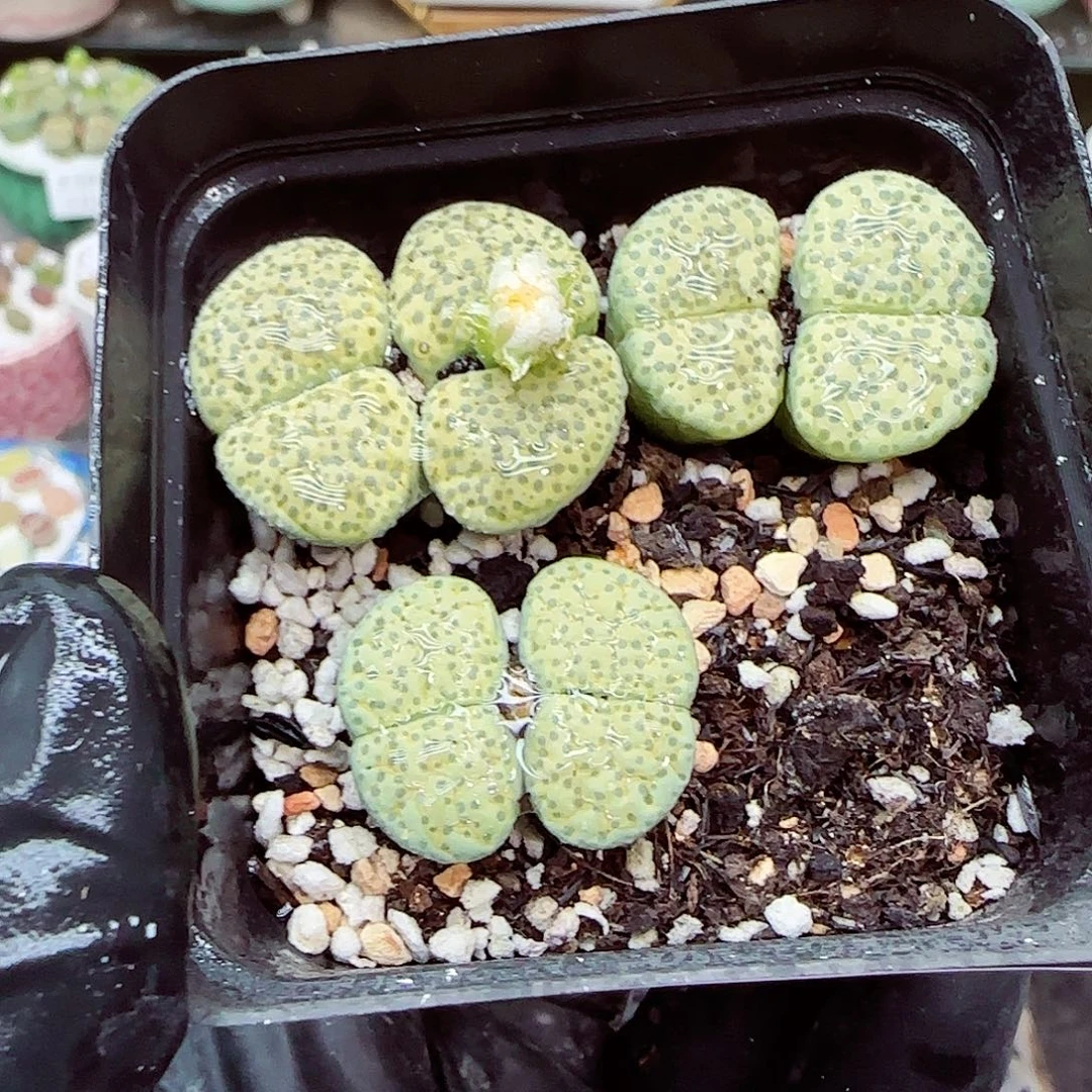 生石花满18包邮1125-248