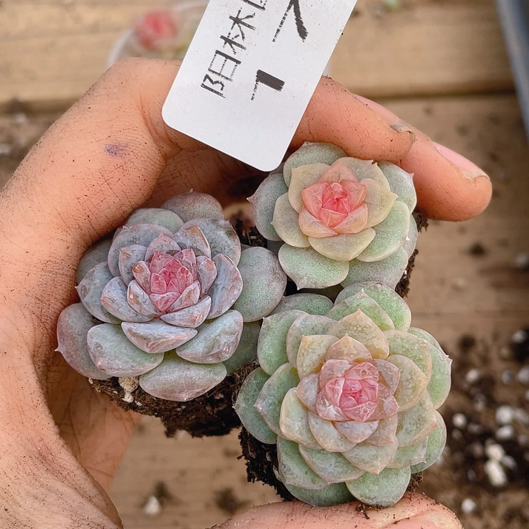 多肉植物多肉植物177