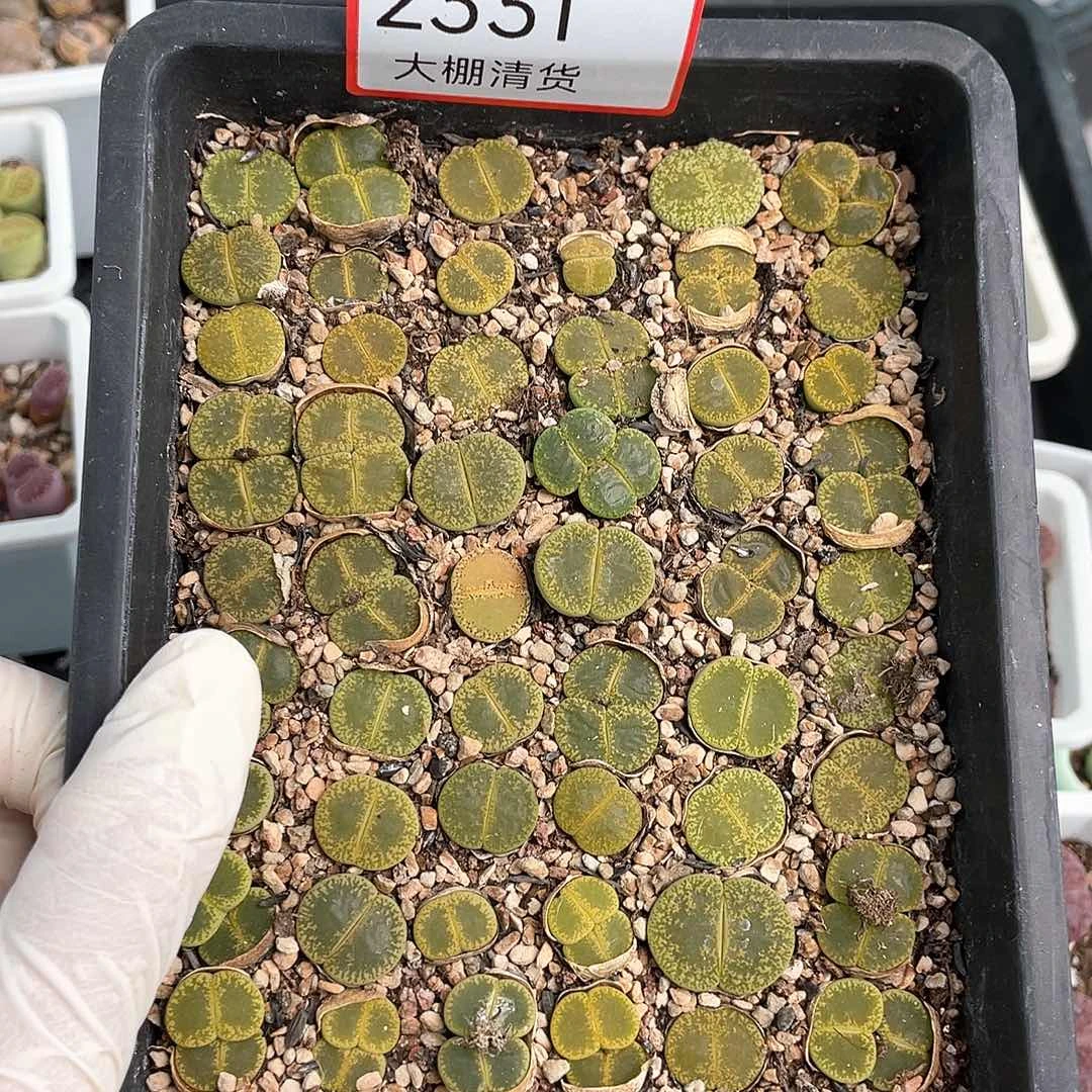 红*2331大棚清仓甩卖了