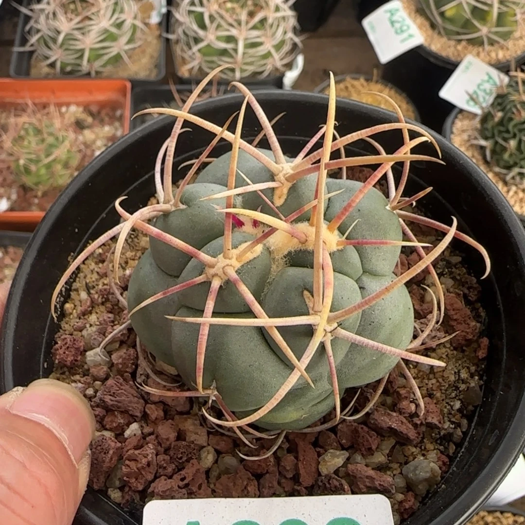 菲冠龙 实生仙人球292