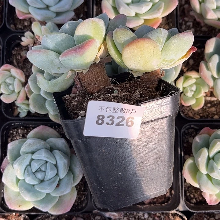 阿雅园艺。        8326