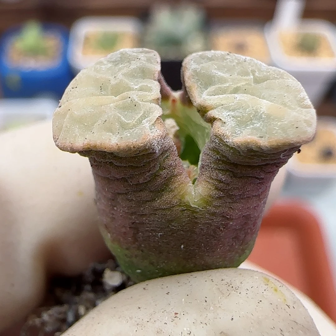 382磁铁优选福利