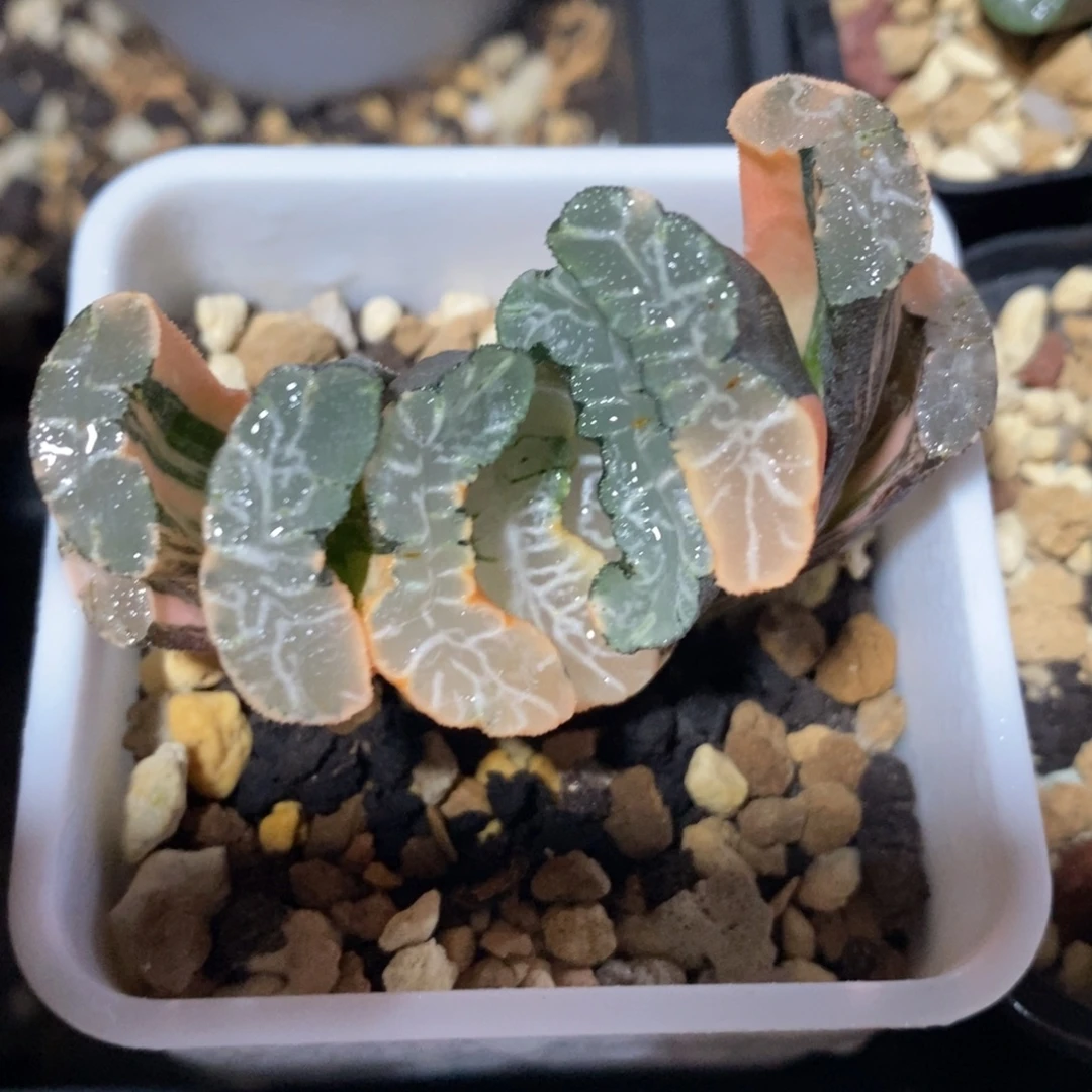 一颗实生玉扇锦 开播福利