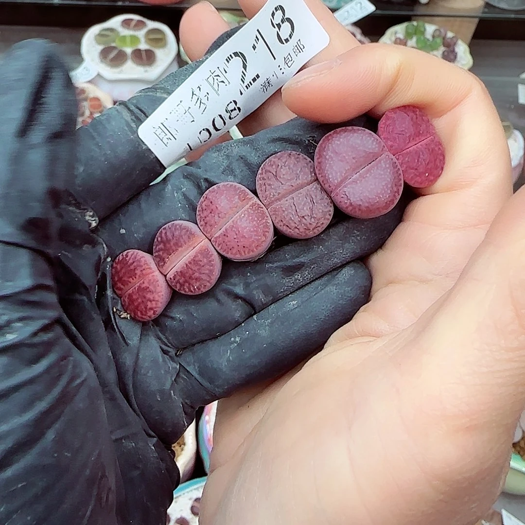 生石花满18包邮1008-218