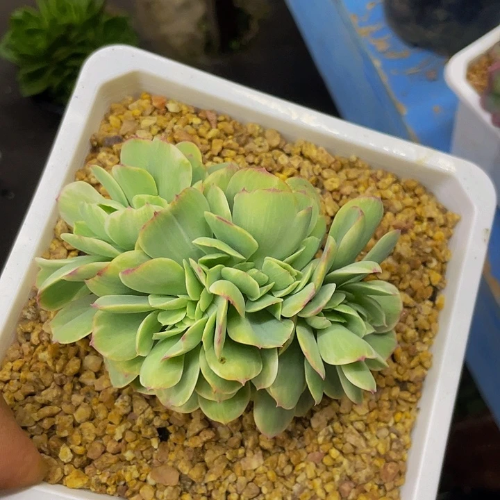 鸡蛋碧桃锦缀哦哦哦哦哦