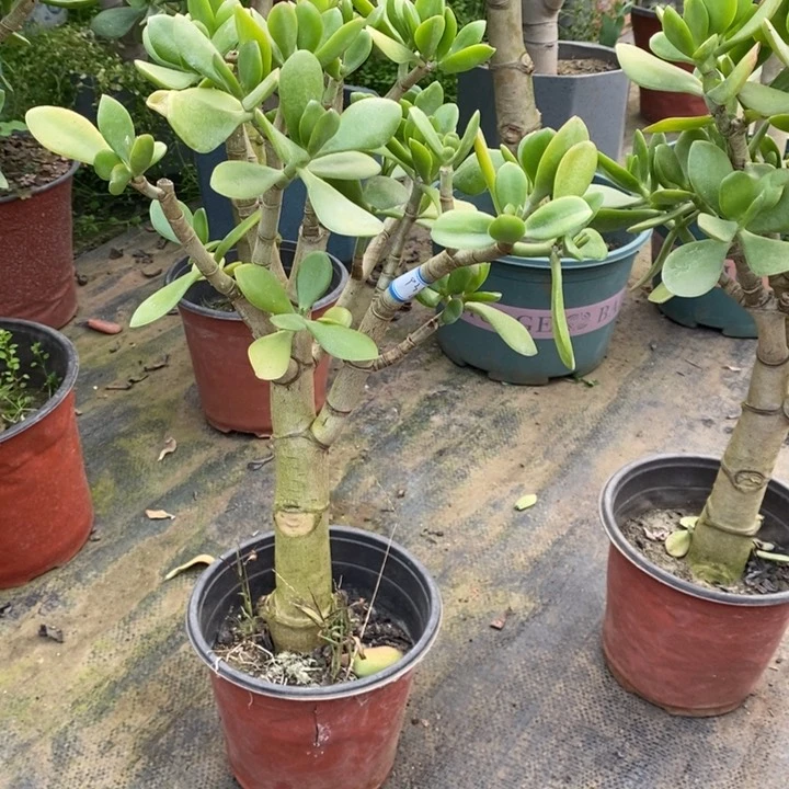 原始老青一物一拍