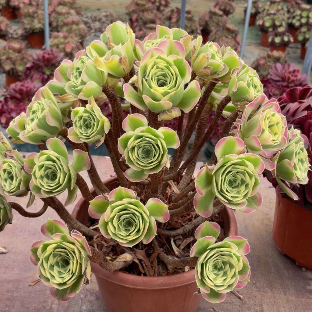 254绿体女巫精品法师多肉