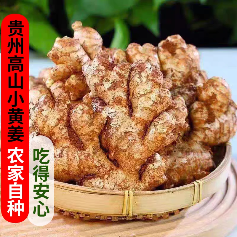 贵州高山小黄姜新鲜老姜农家种植产地直发辛辣去腥高山小黄姜