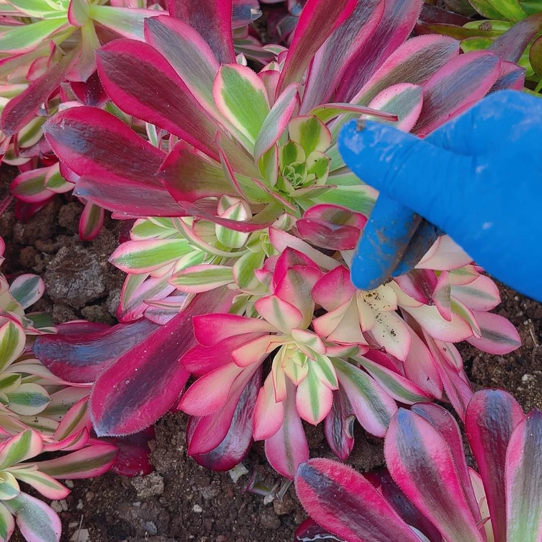 美杜莎手捧多肉植物