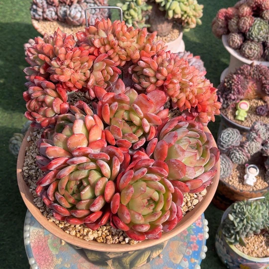 全明星树一物一拍