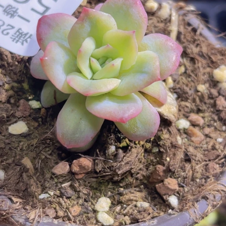 韩***肉泡泡纱多肉植物593