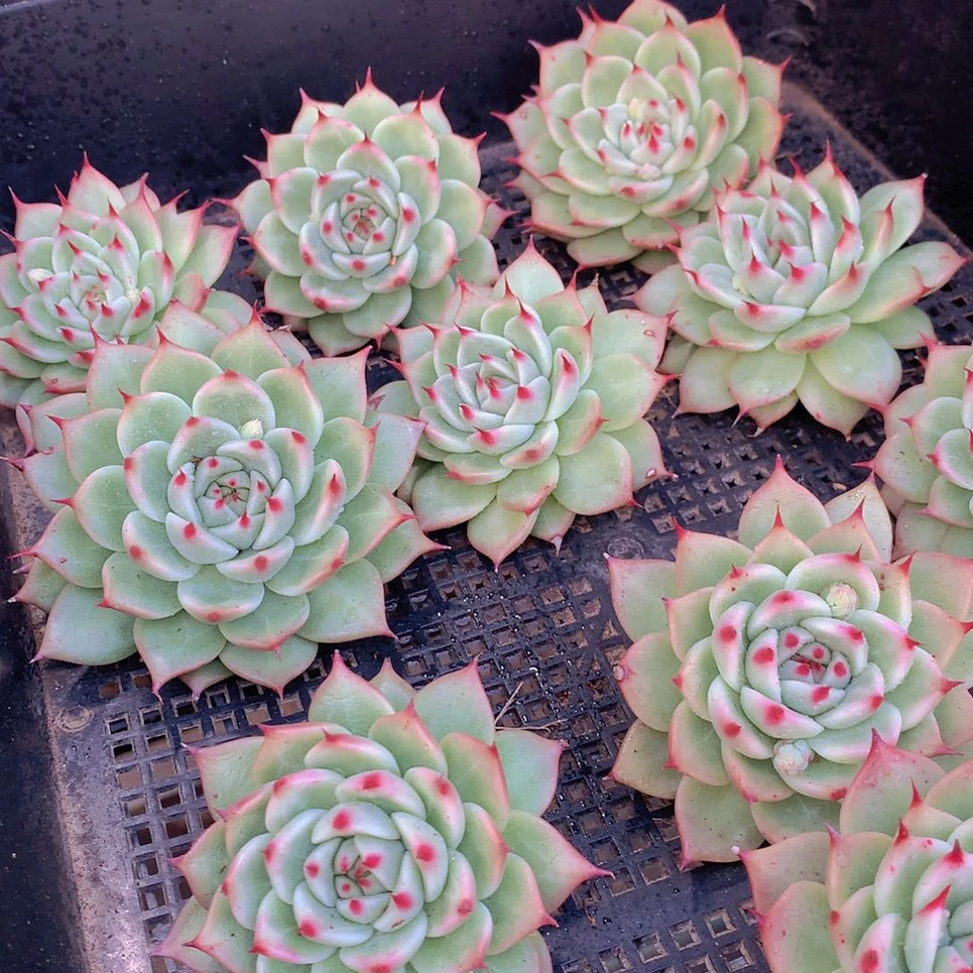 托斯卡内力45667889900