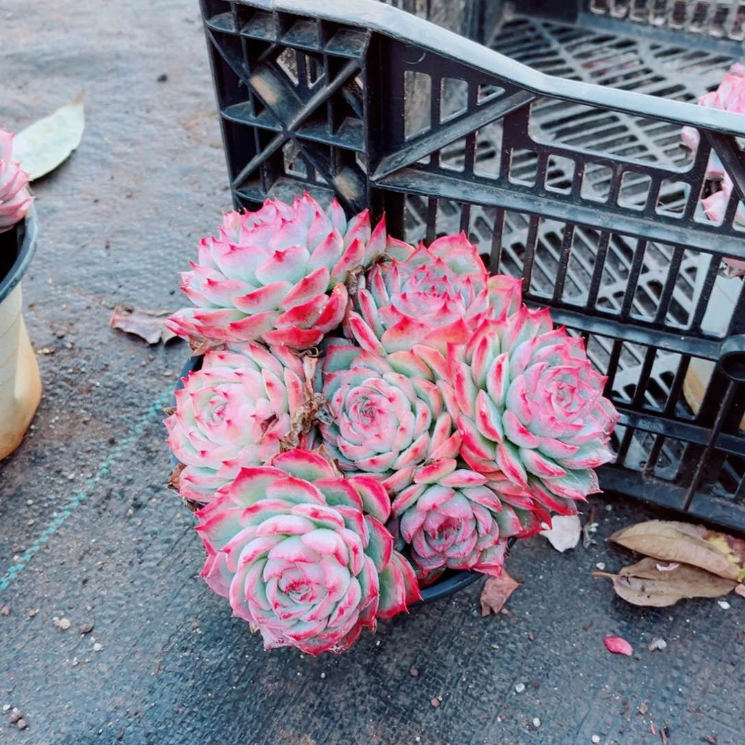 法兰西玫瑰一颗发货