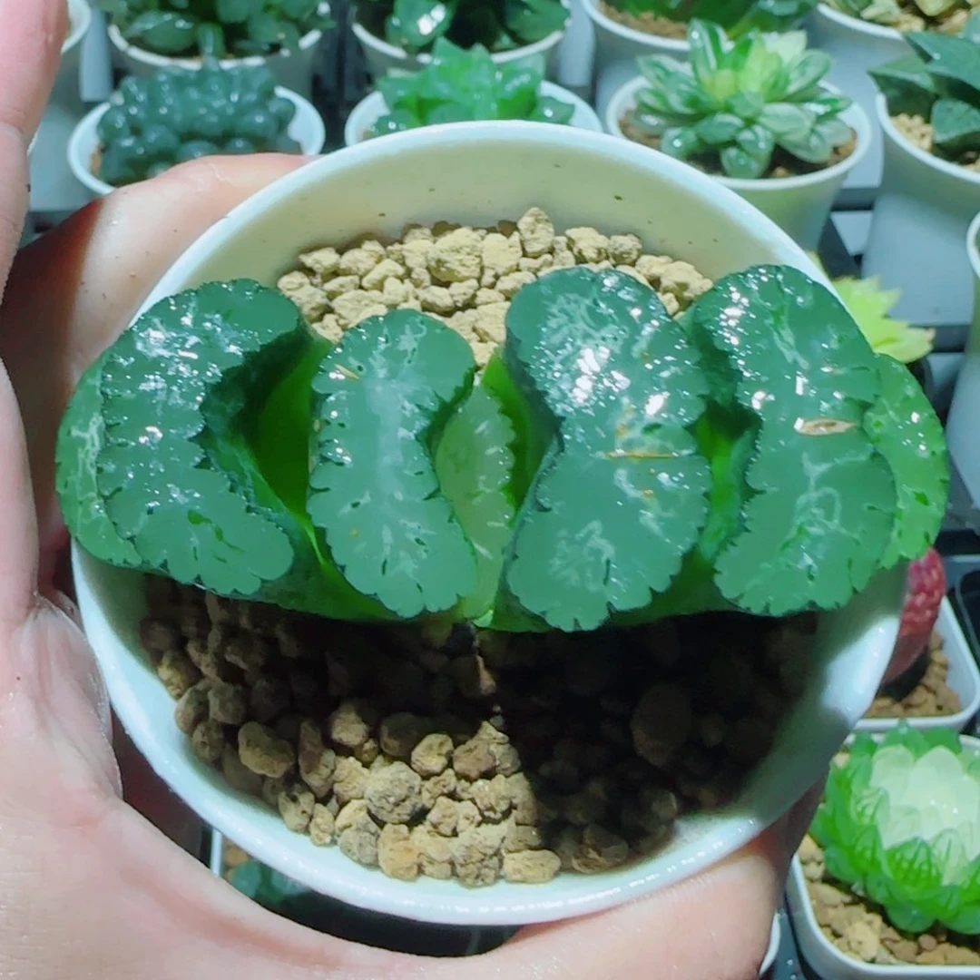 青龙玉扇多肉植物