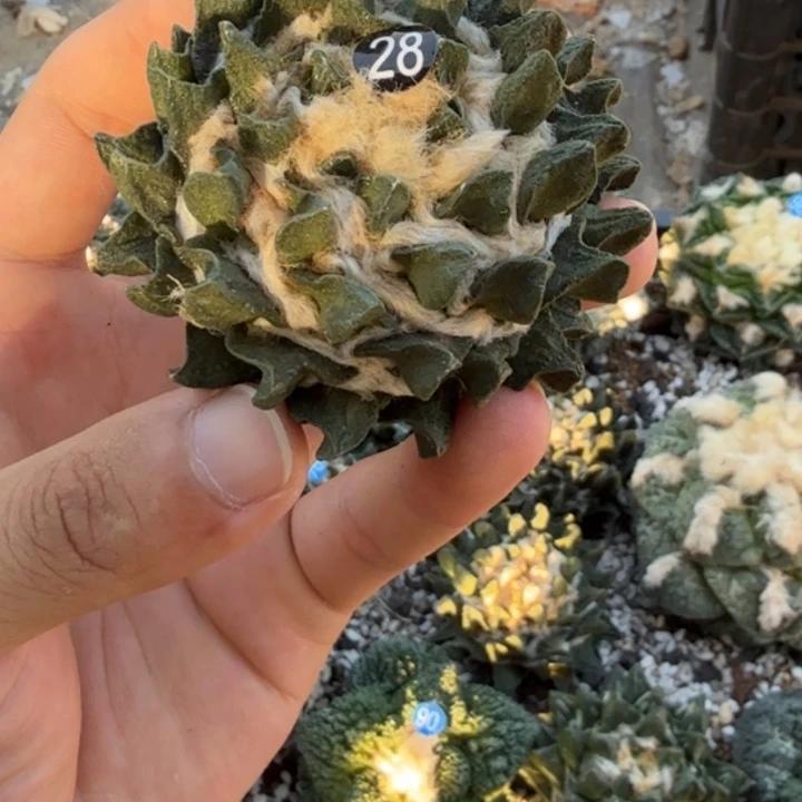 尐***福仙人球开花一个福利品