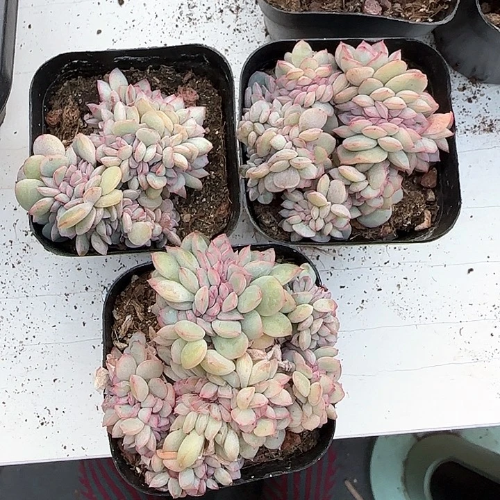 悠**在青蛙王子儿童牙膏111