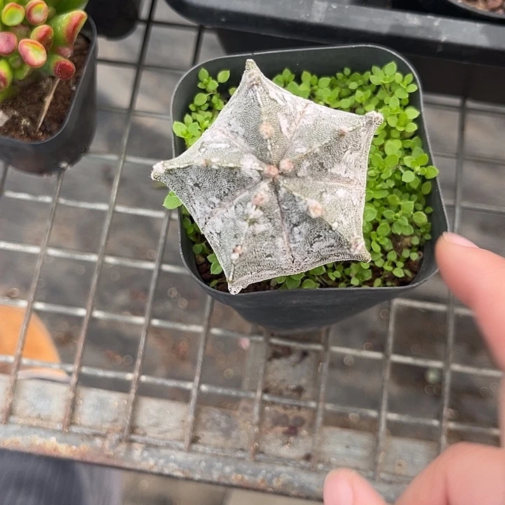 我也不知道我为什么要这样