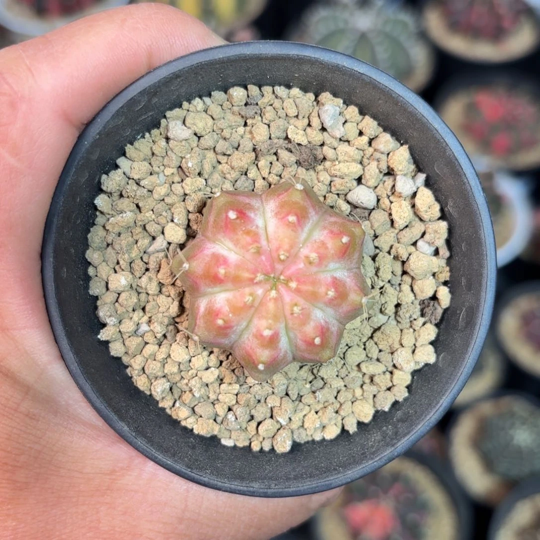 用****8泰系实生轮回仙人球特400