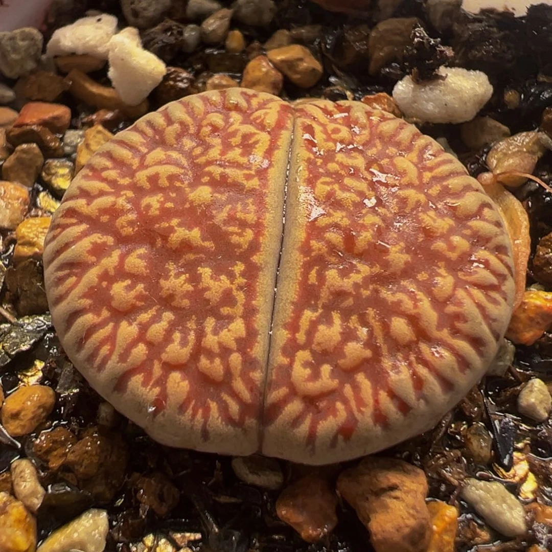 514多肉植物种类和