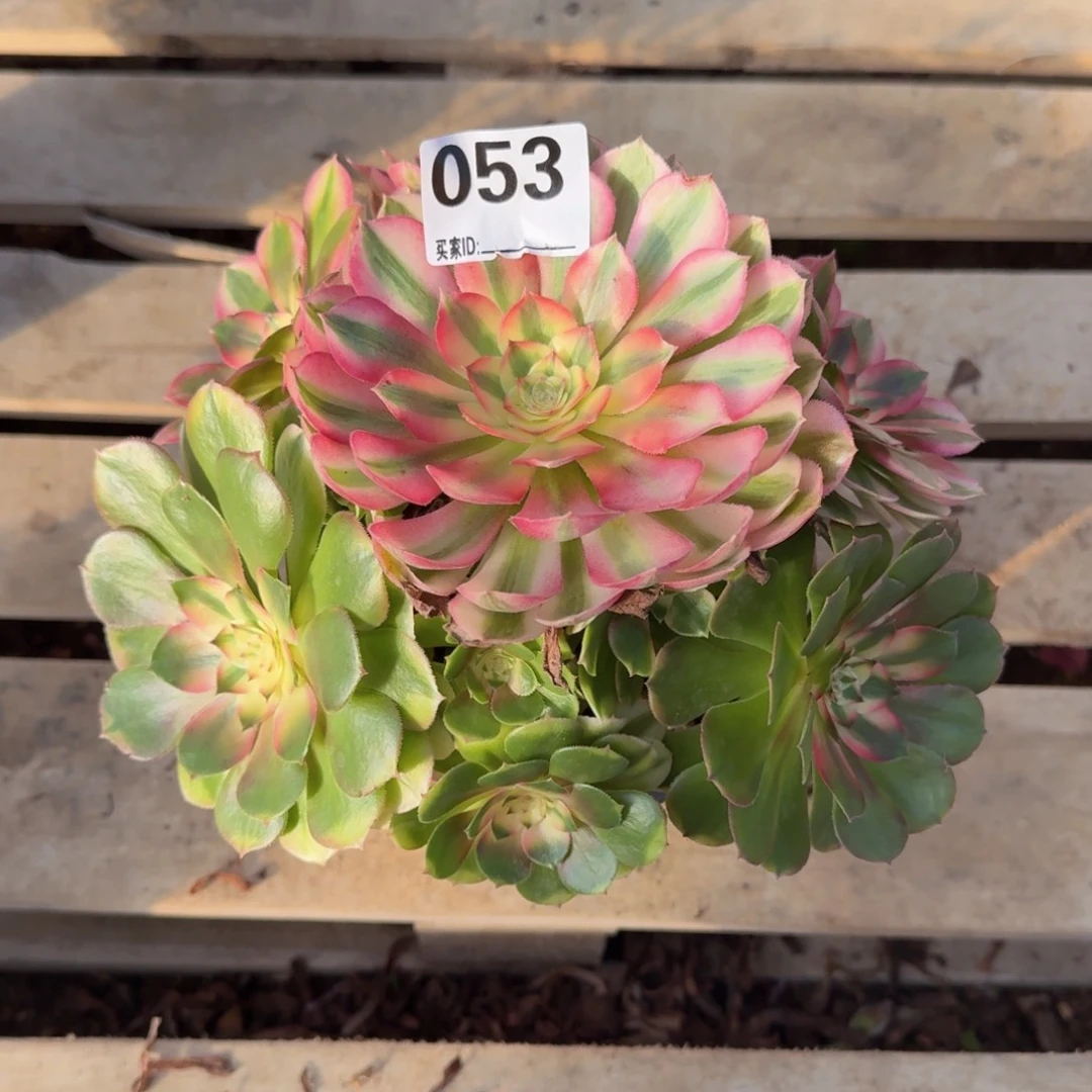 053荔枝多肉植物