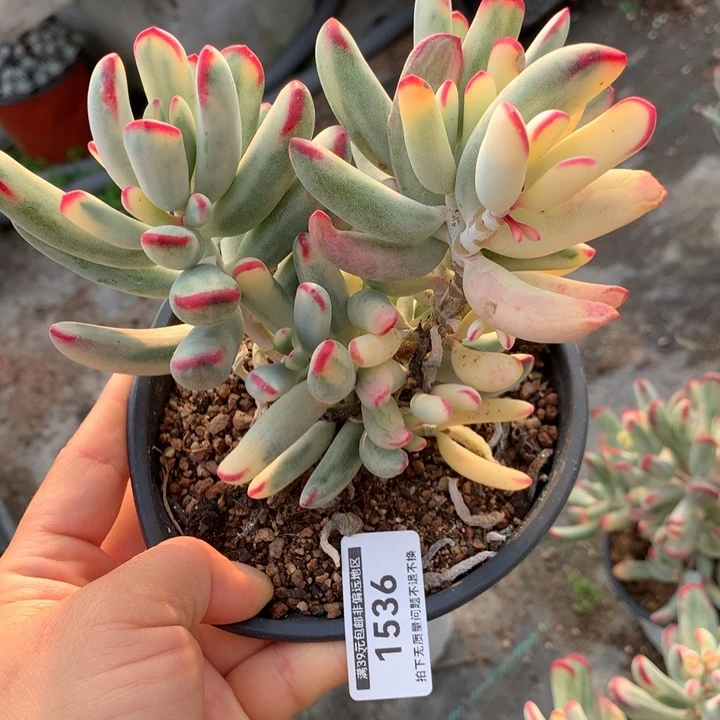 无花朵棒叶福娘锦1536