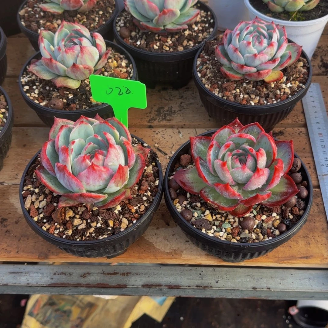 组合套餐编号20号