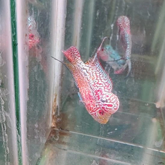 罗汉鱼22222222222222