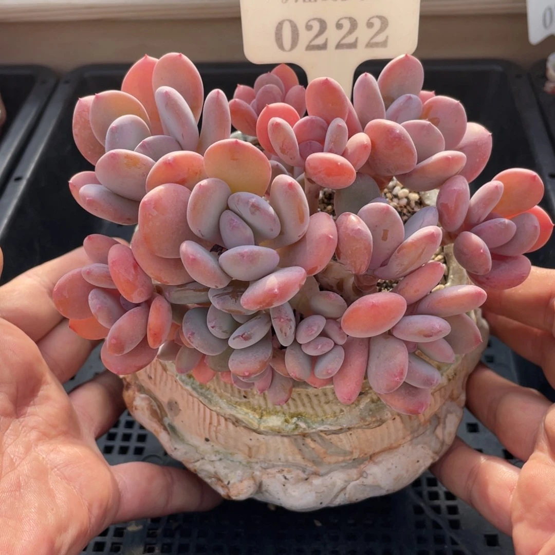 0222灰姑娘不带盆14厘米啦啦