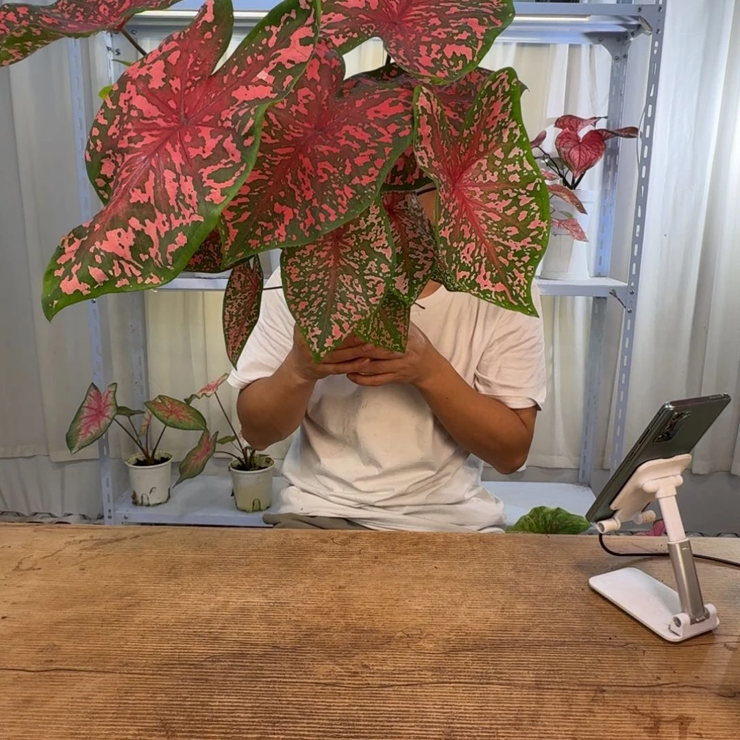 拾****无花朵粉红豹   1126