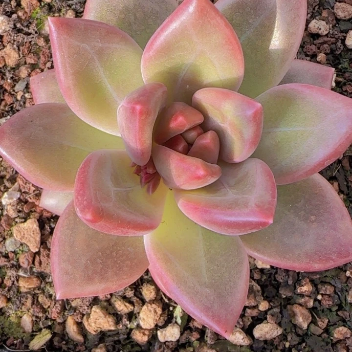 迷雾福利11111111111