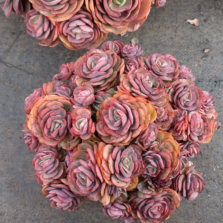 秀妍有砍多肉植物8117