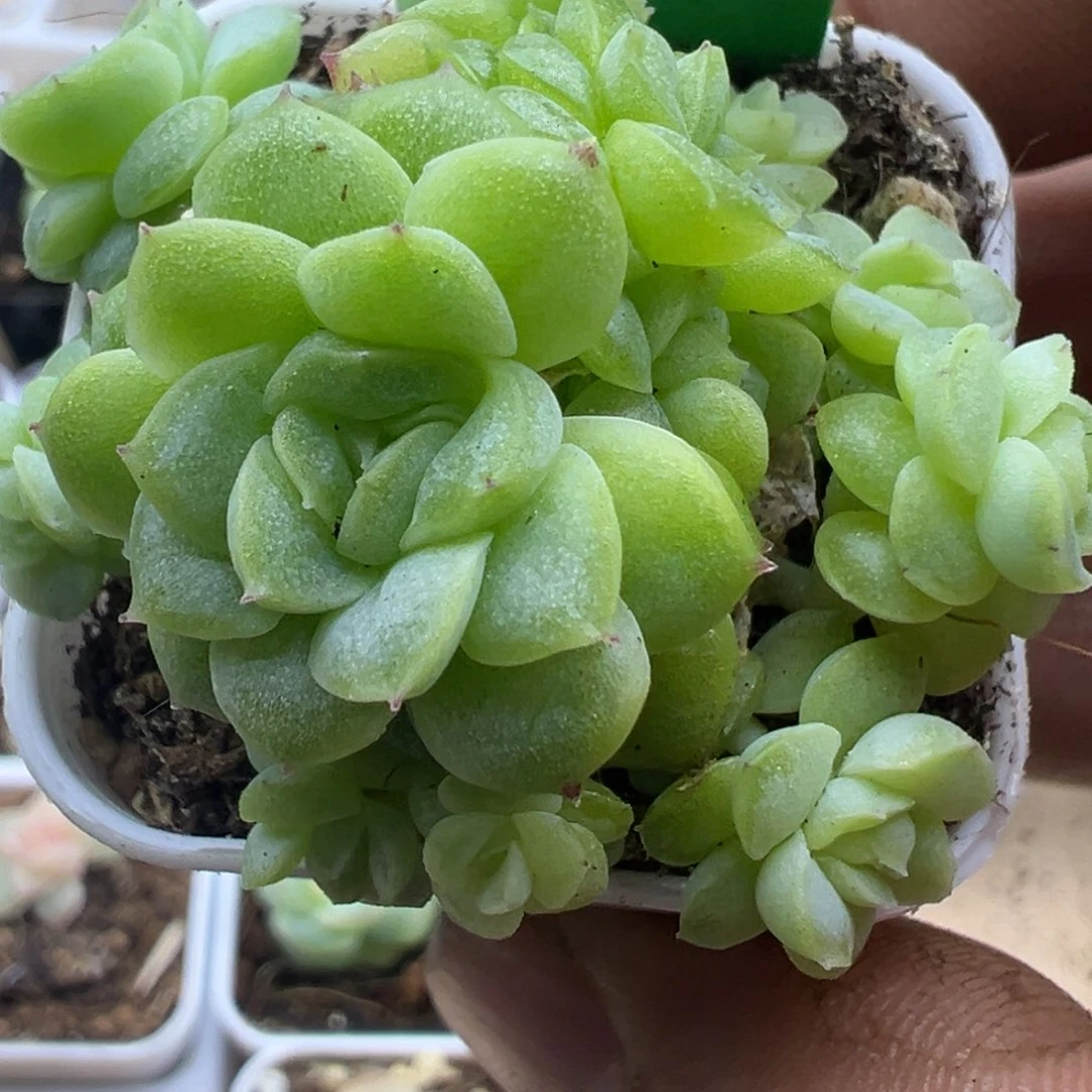 小***人糖心多肉一物一拍13
